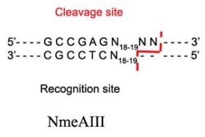 NmeAIII Restriction Enzyme