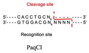 PaQC1 Restriction Enzyme