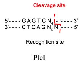 PleI Restriction Enzyme