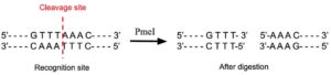 PmeI Restriction Enzyme