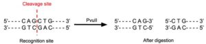 PvuII Restriction Enzyme