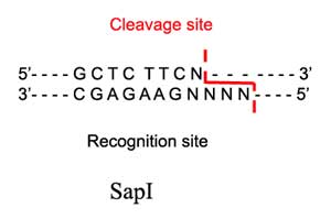 SapI Restriction Enzyme