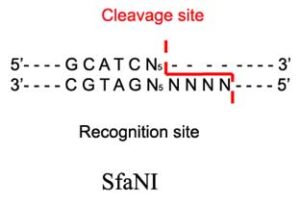 SfaNI Restriction Enzyme
