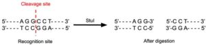 StuI Restriction Enzyme