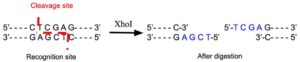 XhoI Restriction Enzyme