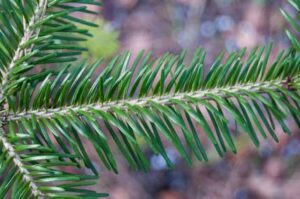 Abies amabilis