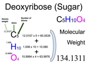 Deoxyribose (Sugar) Molecular Weight Calculation