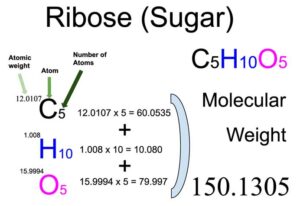 Ribose (Sugar) Molecular Weight Calculation