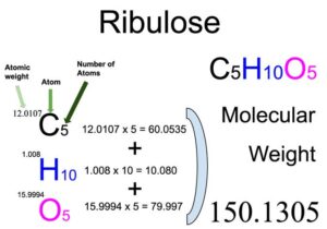 Ribulose Molecular Weight Calculation