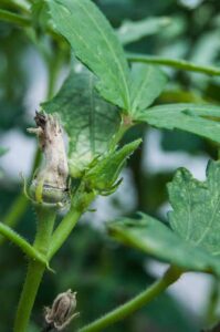 Abelmoschus esculentus