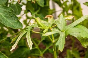 Abelmoschus esculentus