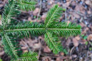 Abies amabilis