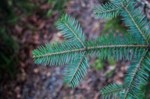 Abies amabilis