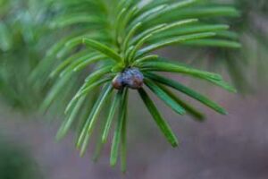 Abies amabilis