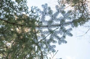 Abies amabilis