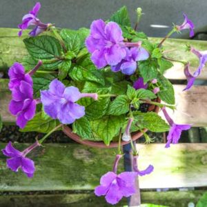 Achimenes grandiflora