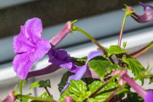 Achimenes grandiflora