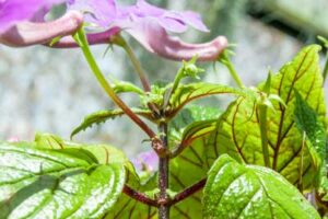 Achimenes grandiflora