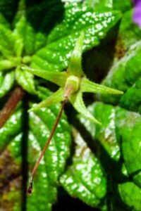 Achimenes grandiflora