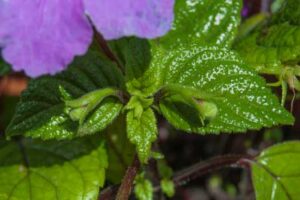 Achimenes grandiflora