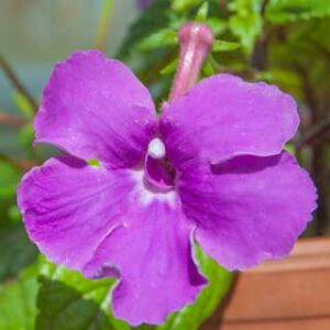 Achimenes grandiflora