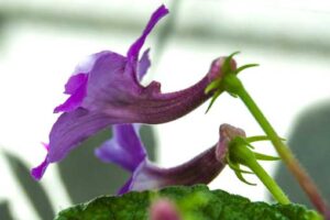 Achimenes grandiflora