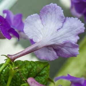 Achimenes grandiflora
