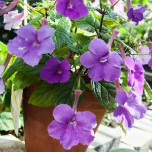 Achimenes grandiflora