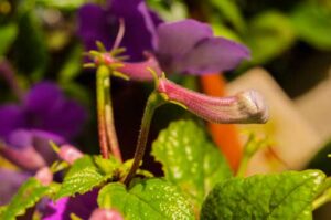 Achimenes grandiflora