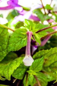 Achimenes grandiflora