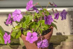 Achimenes grandiflora