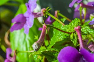 Achimenes grandiflora