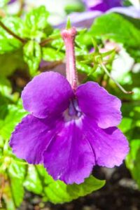 Achimenes grandiflora