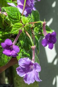 Achimenes grandiflora