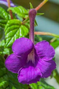Achimenes grandiflora