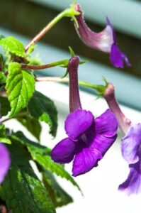 Achimenes grandiflora