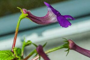 Achimenes grandiflora