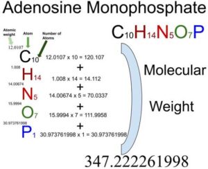 Adenosine monophosphate (C10H14N5O7P) Molecular Weight Calculation