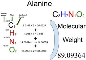 Alanine [C3H7NO2] Molecular Weight Calculation