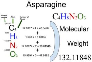 Asparagine [C4H8N2O3] Molecular Weight Calculation