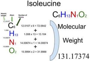 Isoleucine [C6H13NO2] Molecular Weight Calculation
