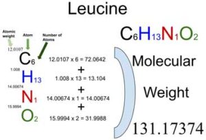 Leucine [C6H13NO2] Molecular Weight Calculation