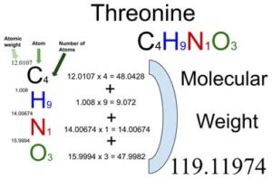 Threonine [C4H9NO3] Molecular Weight Calculation