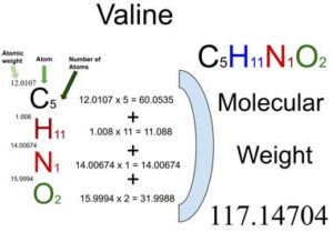 Valine [C5H11NO2] Molecular Weight Calculation