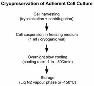 Protocol-Cryopreservation of Adherent Cell Culture