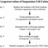 Protocol: Cryopreservation of suspension cell culture